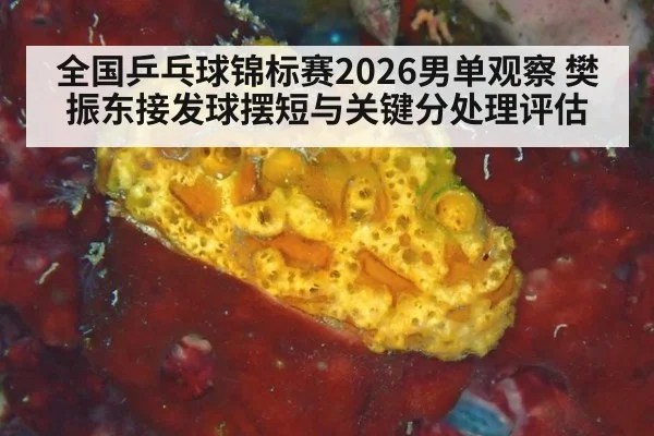 全国乒乓球锦标赛2026男单观察 樊振东接发球摆短与关键分处理评估